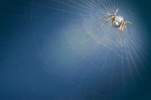 Delft Blue Cross Spider – kintsugi and a golden spider’s web