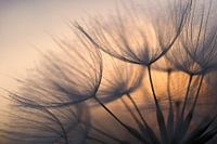 Sunrise behind dandelion.