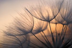 Zonsopkomst achter paardenbloem. van Astrid Brouwers