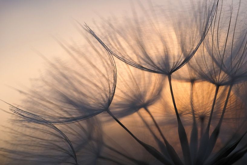 Zonsopkomst achter paardenbloem. van Astrid Brouwers