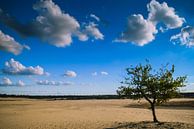 Loonse en drunense duinen von Miranda Rijnen Fotografie Miniaturansicht