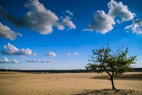 Loonse en drunense duinen