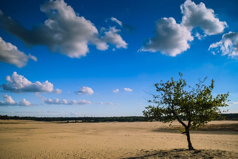 Loonse en drunense duinen von Miranda Rijnen Fotografie