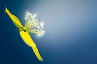 macro of a yellow flower with ablue background and some extra by Ribbi thumbnail