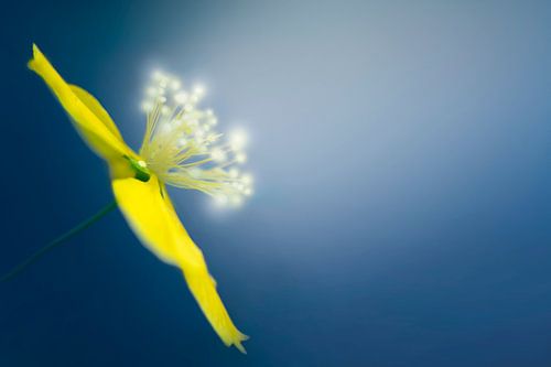macro van gele bloem op blauwe achtergrond