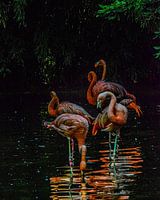 Flamingos