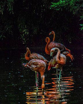 Flamingos van desmyrka