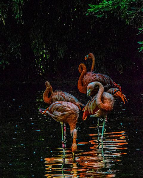Flamingos by desmyrka
