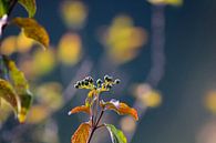 Makroaufnahme der schönen Natur in den Scheveninger Büschen von Scarlett van Kakerken Miniaturansicht