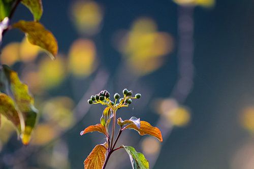 Makroaufnahme der schönen Natur in den Scheveninger Büschen