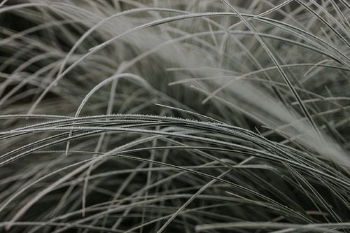 L'herbe de la pampa sur Monique Brunt