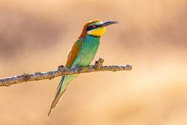 Mangeur d'abeilles, Merops apiaster.