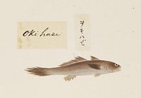 Nicht identifizierter Fisch, Kawahara Keiga