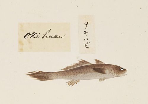 Nicht identifizierter Fisch, Kawahara Keiga