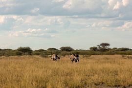 Chamois buck on the savannah by Maarten Borsje