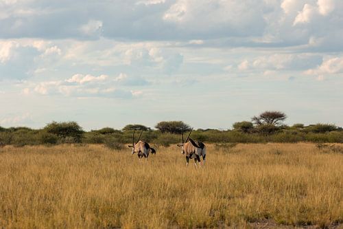 Daim chamois dans la savane