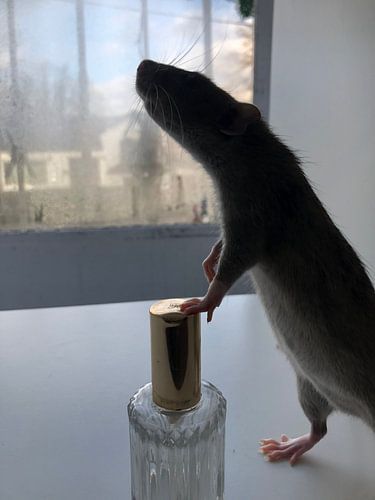 Die Ratten von Kirsten Nilis