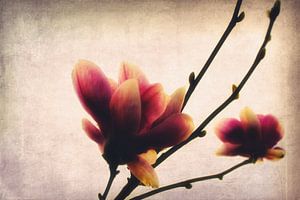 Magnolie