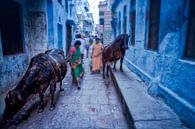 Des vaches sacrées dans une ruelle des bidonvilles de Varanasi en Inde. Wout Kok One2expose par Wout Kok Aperçu