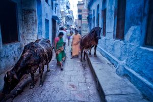 Heilige koeien in een steeg in de achterbuurten van Varanasi India. Wout Kok One2expose