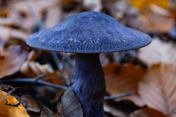 Paarse paddestoel of Cortinarius violaceus van Jan Van Bizar