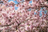 Blossom Tree