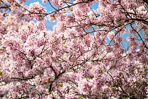 Blüte Baum