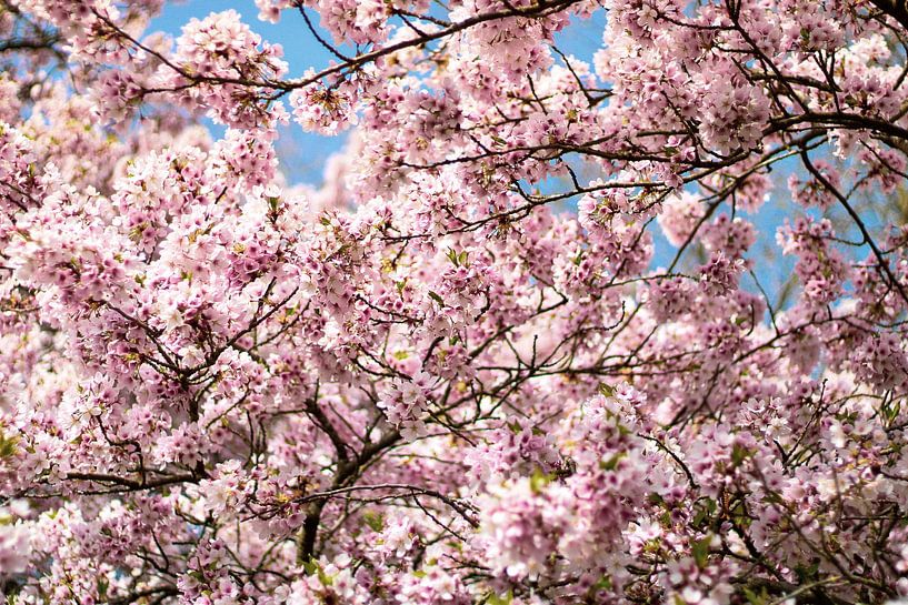 Blossom Tree by Sharona de Wolf
