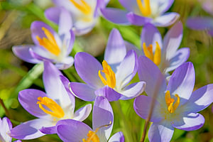Krokus, der violette Frühlingsbote