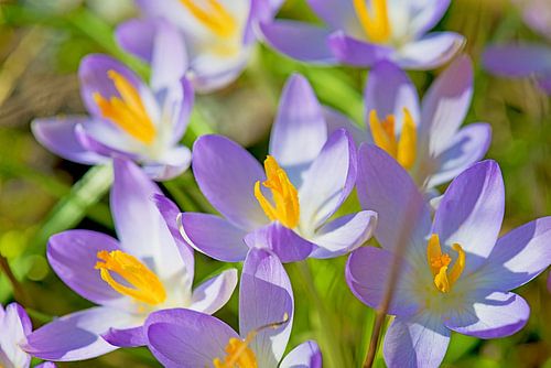 crocus, de paarse lentebode