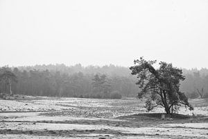 lone