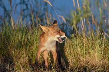 Spätabend-Fuchs von Ed Klungers