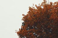 Boom in de herfst