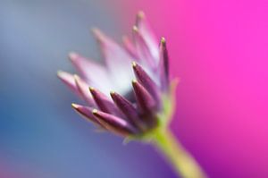 Spaanse margriet (Osteospermum ecklonis) van Tamara Witjes