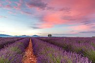 Lavendel van Anand Rambaran thumbnail