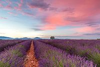 Lavendel