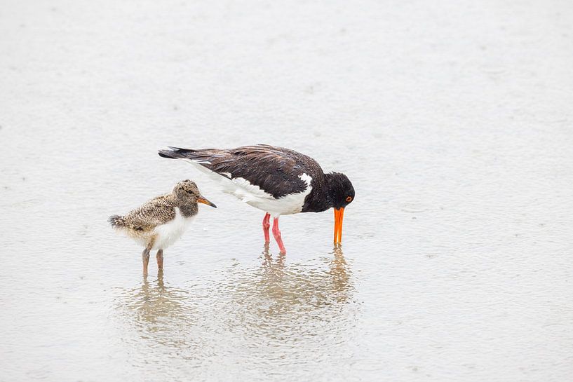 Oystercatcher with young by Anja Brouwer Fotografie