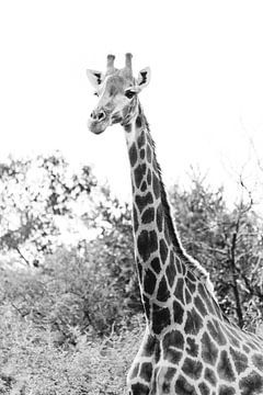 Portrait en noir et blanc d'une girafe | Photographie de voyage | Afrique du Sud sur Sanne Dost