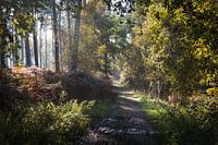 Heidebos