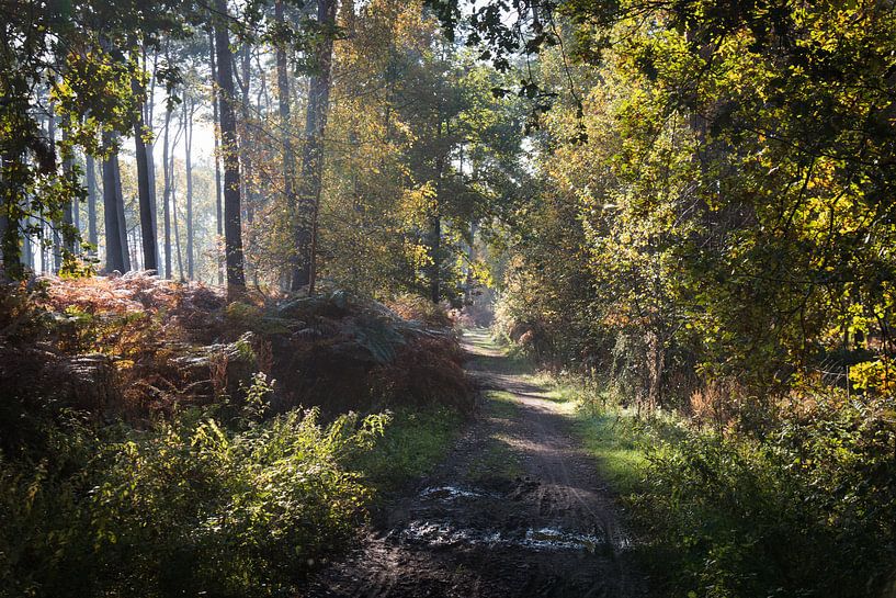 Heidebos von Peter Pruydt