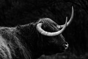 Pâturage au milieu des landes de la réserve naturelle de Goois