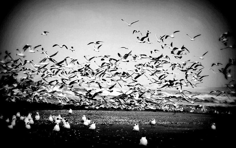 seagulls by Francisco de Almeida