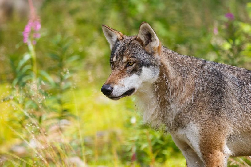 Wolf par Pim Leijen