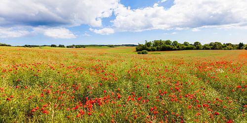 Le pavot à maïs sur l'île de Møn au Danemark sur Werner Dieterich