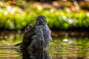 Oog in oog met een Sperwer (Roofvogel) van Carola Schellekens