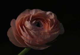 Ranunculus by Gabriele Haase