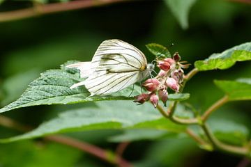 Witte Vlinder van Martijn Weitjens