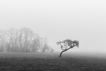 Matin brumeux