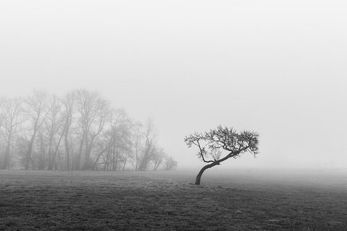 Matin brumeux