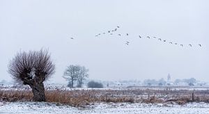 Zalk en hiver